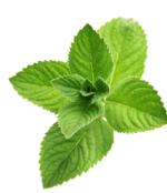 "Image: Freshly harvested organic peppermint leaves, showcasing their vibrant green color and aromatic quality. 🍃🌿 #OrganicPeppermint #FreshHerbs"