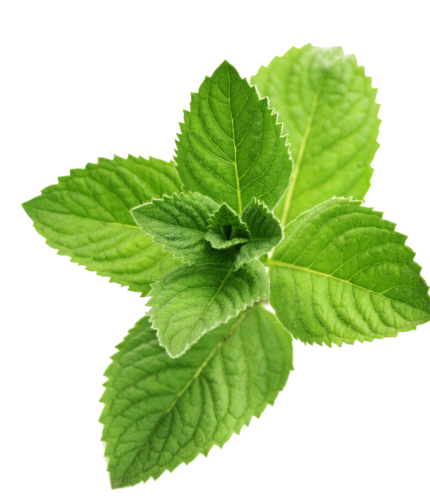 "Image: Freshly harvested organic peppermint leaves, showcasing their vibrant green color and aromatic quality. 🍃🌿 #OrganicPeppermint #FreshHerbs"