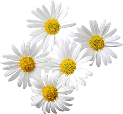 "Image: Freshly harvested organic chamomile flowers, showcasing their vibrant white petals and yellow centers. 🌼🌿 #OrganicChamomile #NaturalHerbs"