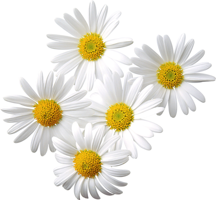 "Image: Freshly harvested organic chamomile flowers, showcasing their vibrant white petals and yellow centers. 🌼🌿 #OrganicChamomile #NaturalHerbs"