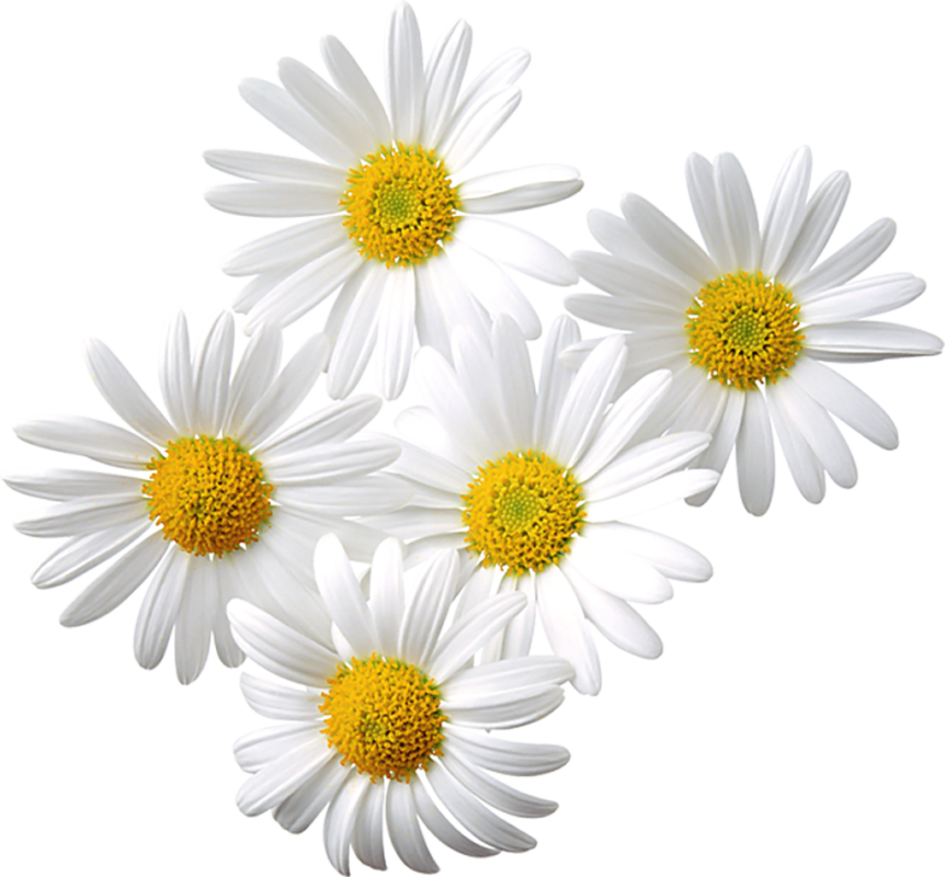 "Image: Freshly harvested organic chamomile flowers, showcasing their vibrant white petals and yellow centers. 🌼🌿 #OrganicChamomile #NaturalHerbs"