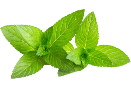 Image: Freshly harvested organic spearmint leaves, showcasing their vibrant green color and aromatic quality. 🍃🌿 #OrganicSpearmint #FreshHerbs