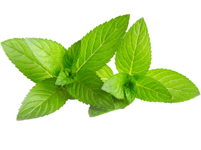 Image: Freshly harvested organic spearmint leaves, showcasing their vibrant green color and aromatic quality. 🍃🌿 #OrganicSpearmint #FreshHerbs